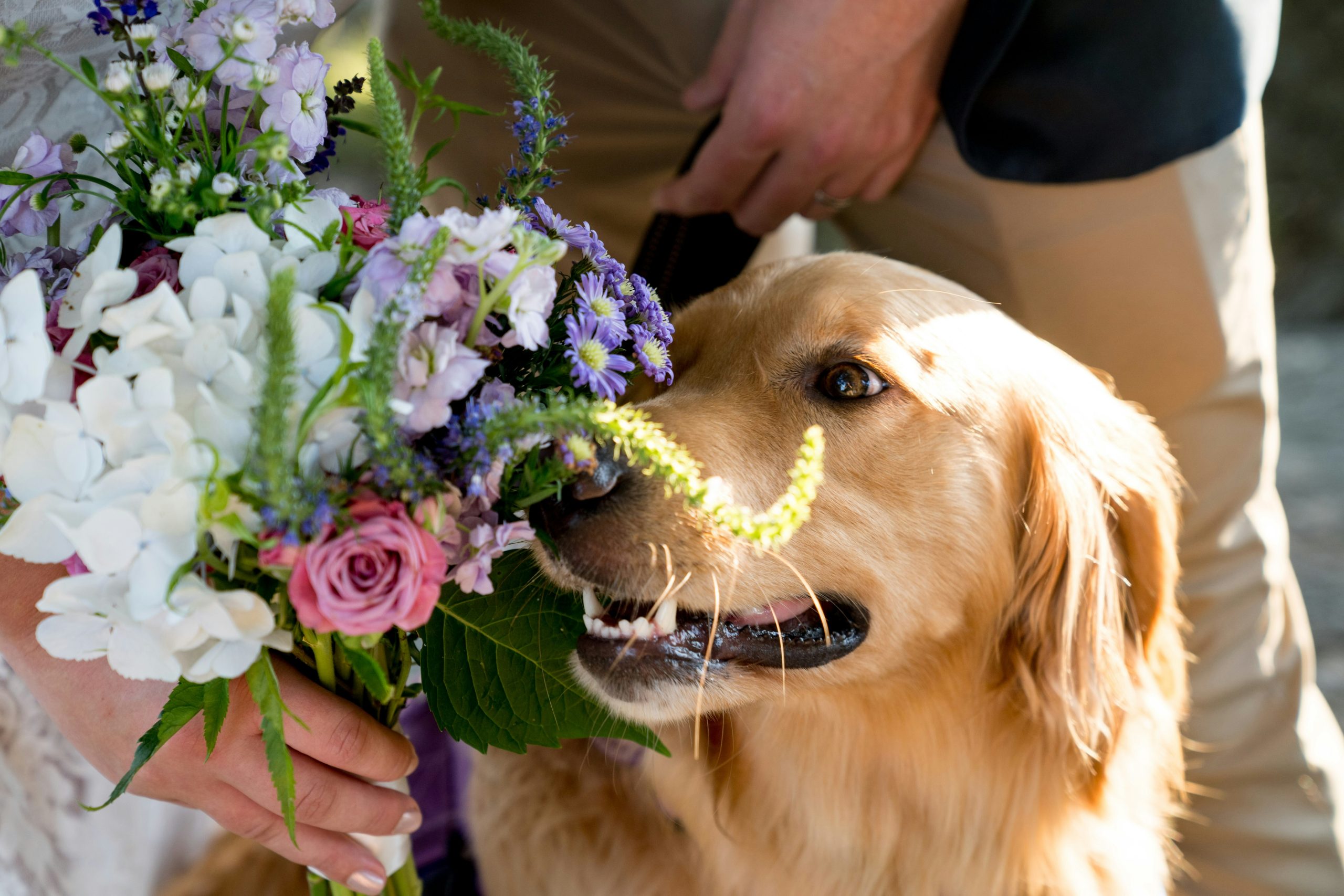 3 Best Dog-Friendly Wedding Venues in Santa Fe, New Mexico
