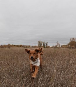 Wild Sage Photography montana engagement session rocky mountain bride2