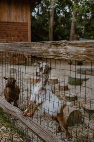 Howdy Pictures summer wedding british columbia rocky mountain bride20